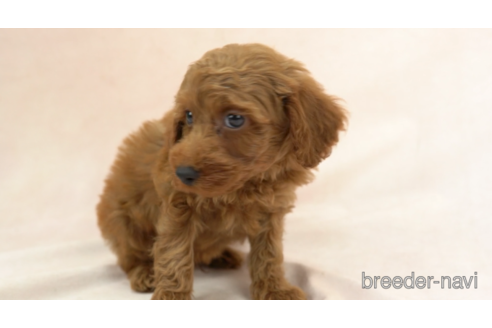 成約済の東京都のトイプードル-154166の3枚目